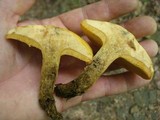 Suillus subaureus image