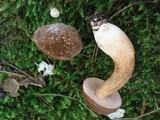 Xanthoconium affine image