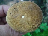 Xanthoconium affine image