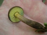 Boletellus chrysenteroides image