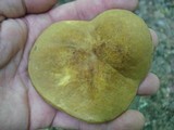 Xanthoconium affine image