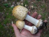 Amanita velatipes image