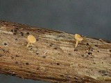 Phialina separabilis image