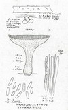 Phialina separabilis image