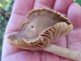 Lactarius marylandicus image