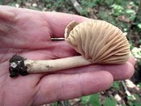 Lactarius marylandicus image