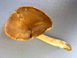 Lactarius marylandicus image