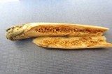 Lactarius marylandicus image