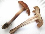 Gymnopus luxurians image