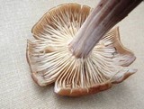 Gymnopus luxurians image