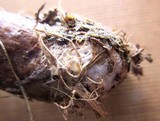 Gymnopus luxurians image