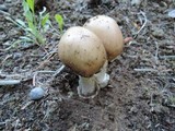 Amanita spreta image