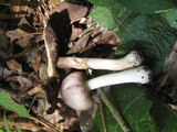 Agaricus placomyces image