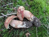 Boletus subcaerulescens image