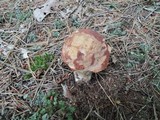 Boletus subcaerulescens image