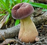 Tylopilus rubrobrunneus image