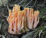 Ramaria formosa image