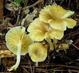 Chrysomphalina strombodes image