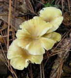 Chrysomphalina strombodes image