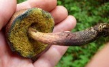 Boletus chrysenteron image