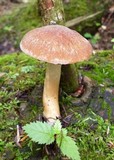 Psathyrella delineata image