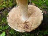 Psathyrella delineata image