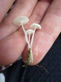 Roridomyces roridus image