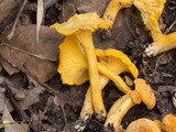 Cantharellus septentrionalis image