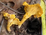 Cantharellus septentrionalis image