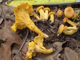 Cantharellus septentrionalis image
