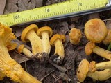 Cantharellus septentrionalis image