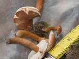 Gyroporus castaneus image