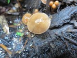 Psilocybe phyllogena image