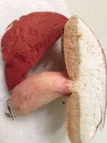 Xanthoconium purpureum image