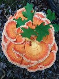 Laetiporus cincinnatus image