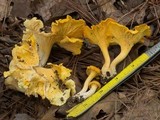 Cantharellus septentrionalis image