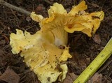 Cantharellus septentrionalis image