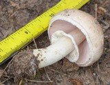 Agaricus bisporus image