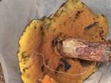 Suillellus hypocarycinus image