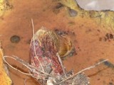 Suillellus hypocarycinus image