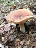 Lactarius corrugis image