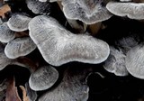 Grifola colensoi image