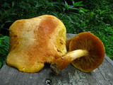 Gymnopilus luteus image