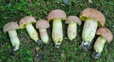 Boletus miniato-olivaceus image