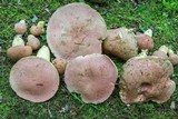 Boletus miniato-olivaceus image