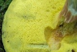 Boletus miniato-olivaceus image