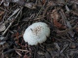 Pluteus petasatus image