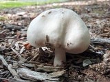 Pluteus petasatus image