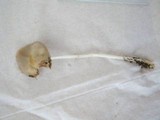 Conocybe apala image