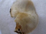 Conocybe apala image